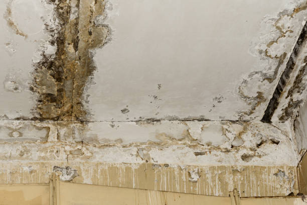 Best Basement water damage restoration  in York, NE