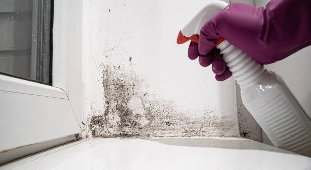 Best Professional water damage repair  in York, NE